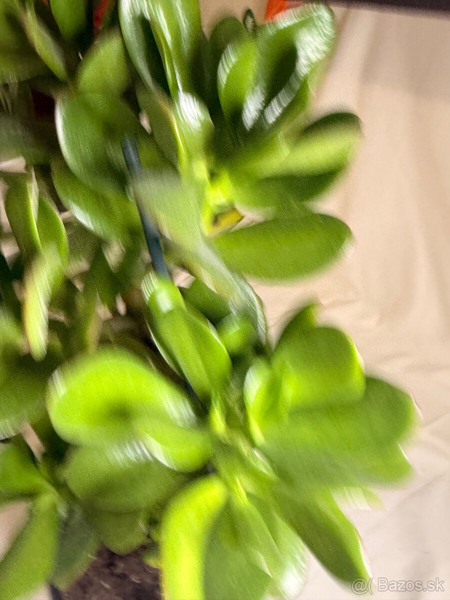 Tucnolist krasne velke listy - 2