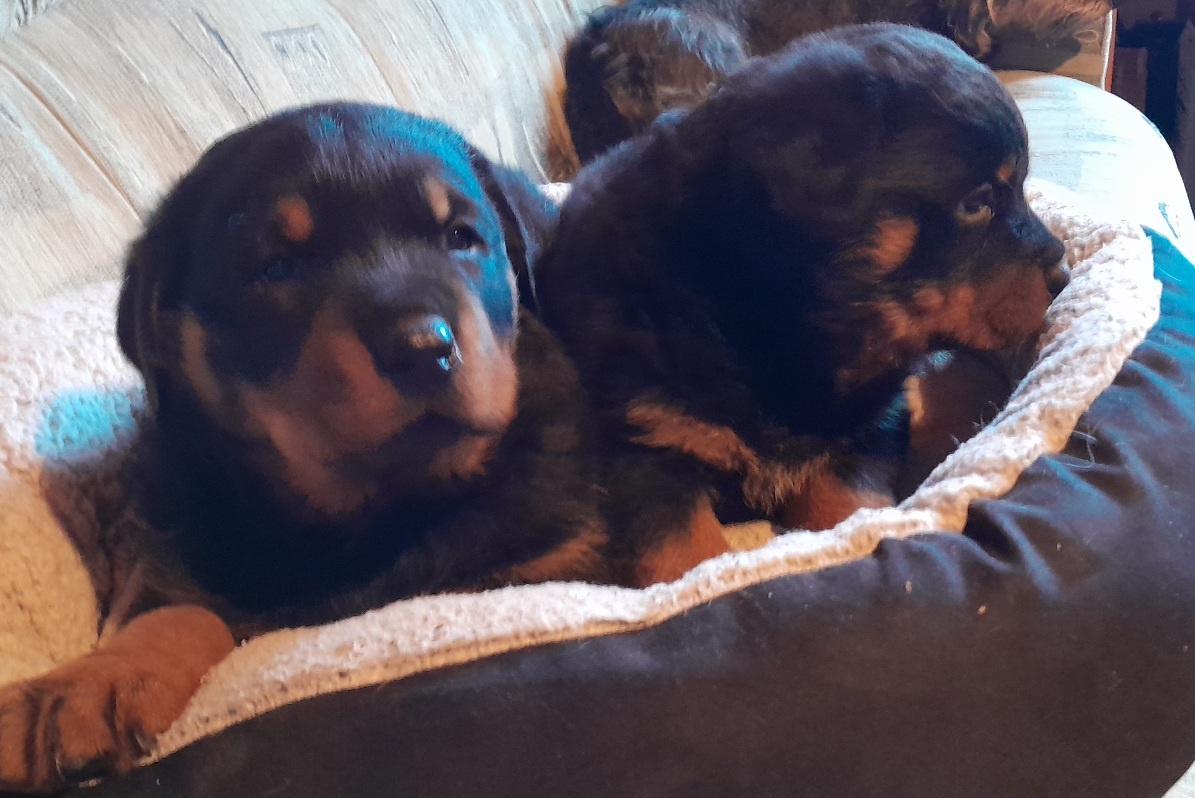 Rotvajler steniatka - 2