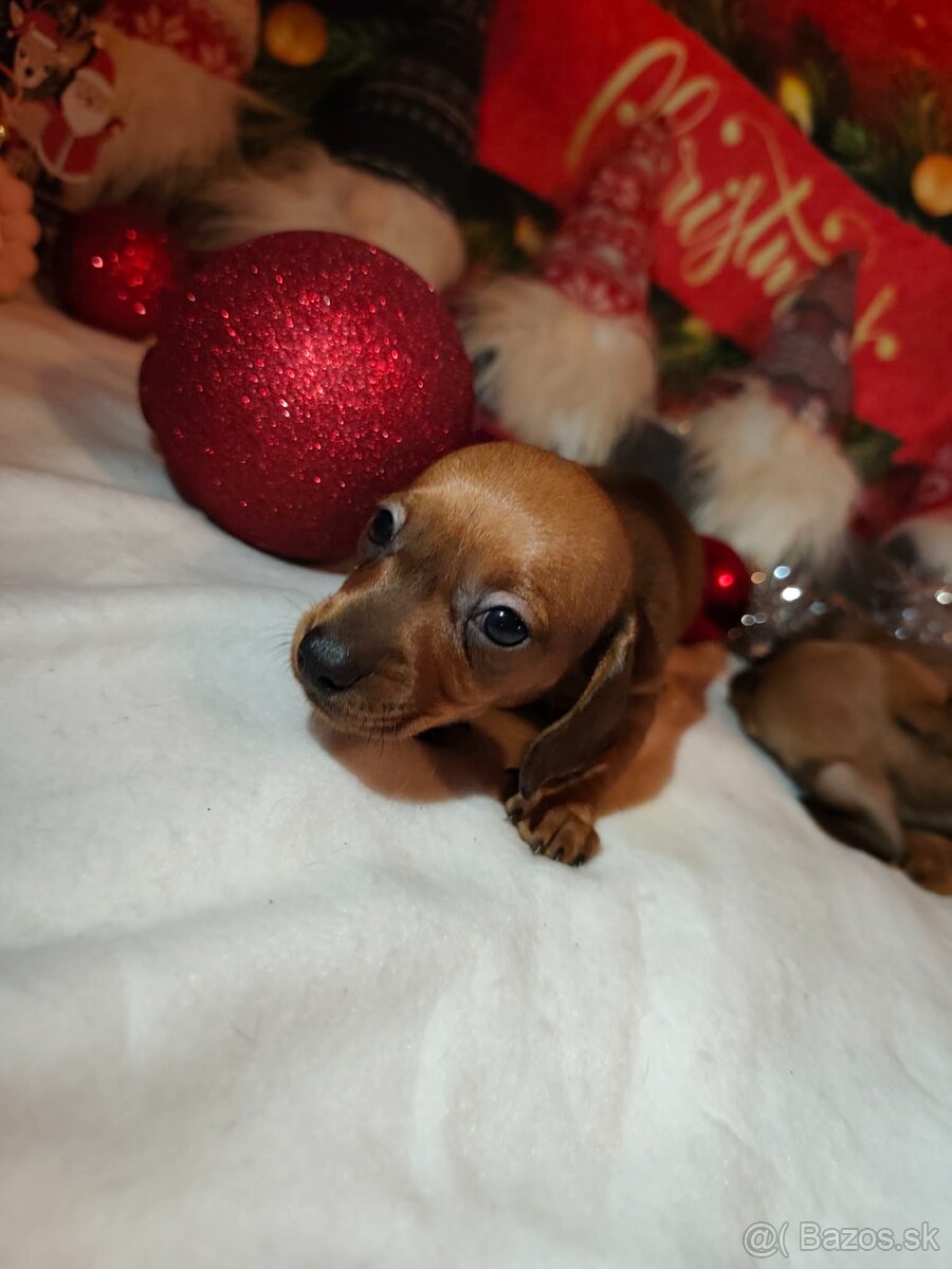 Jazvečík trpasličí 🐾❤️ - 2