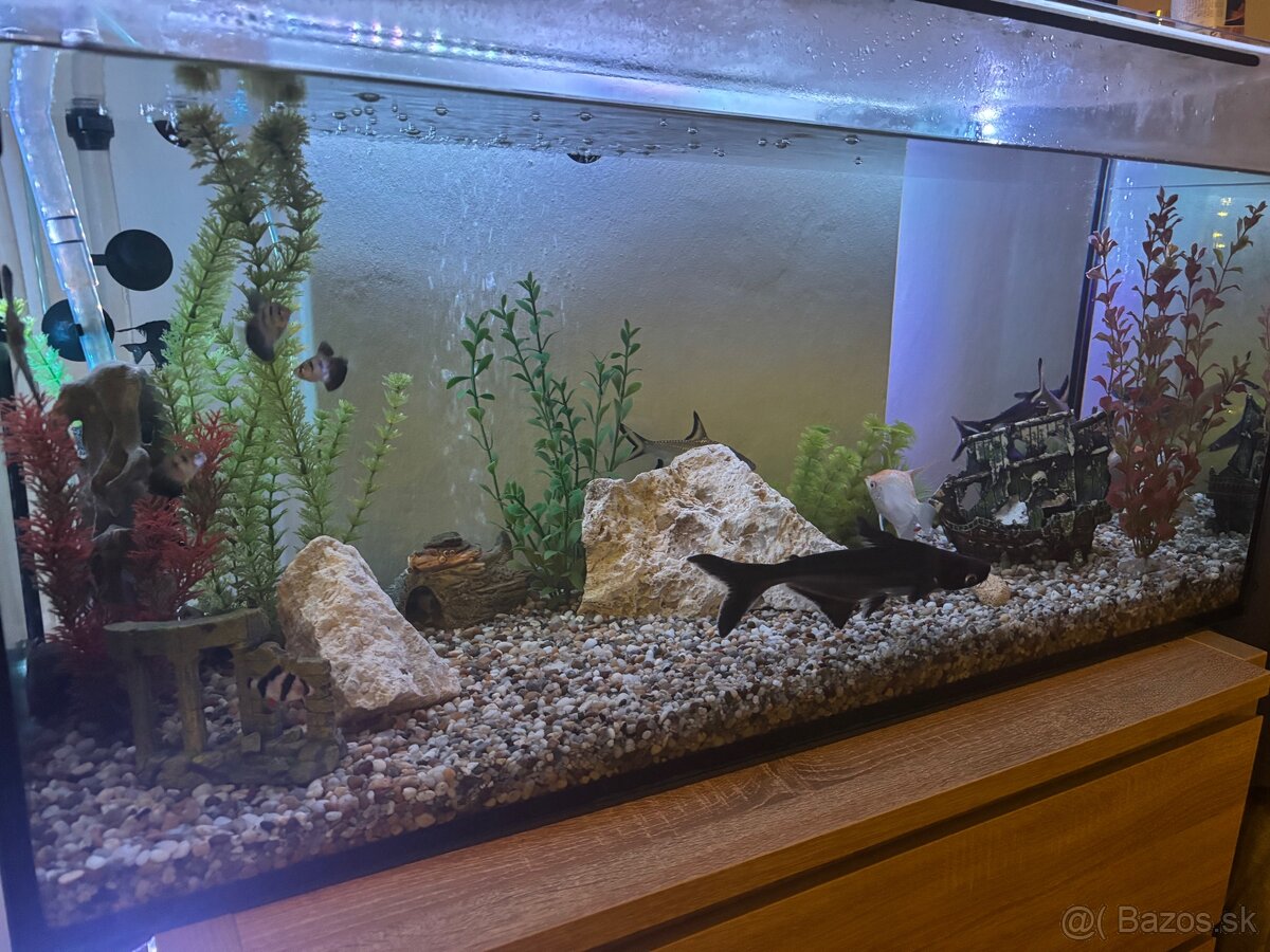 Akvárium - 2