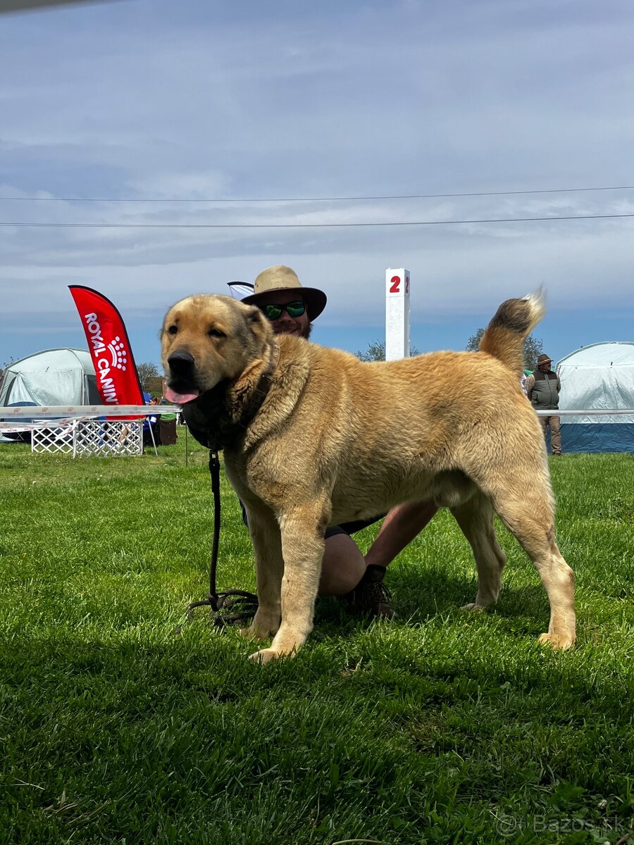 Stredoázijský ovčiak - krytie - PP - 2