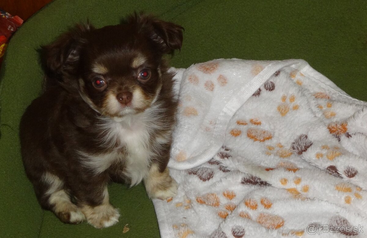 civava krátkosrstá,dlhosrstá. - 2