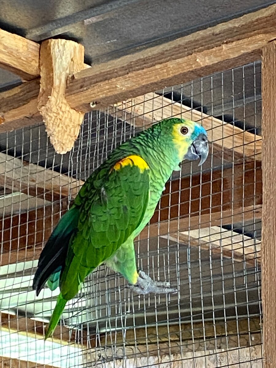 Predam amazonan modrocely - 2