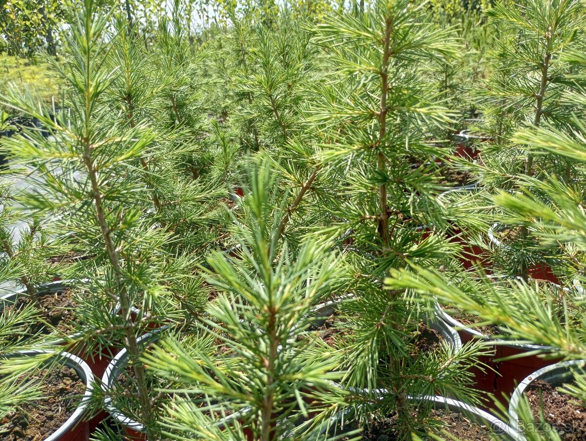 Céder libanonský - 2