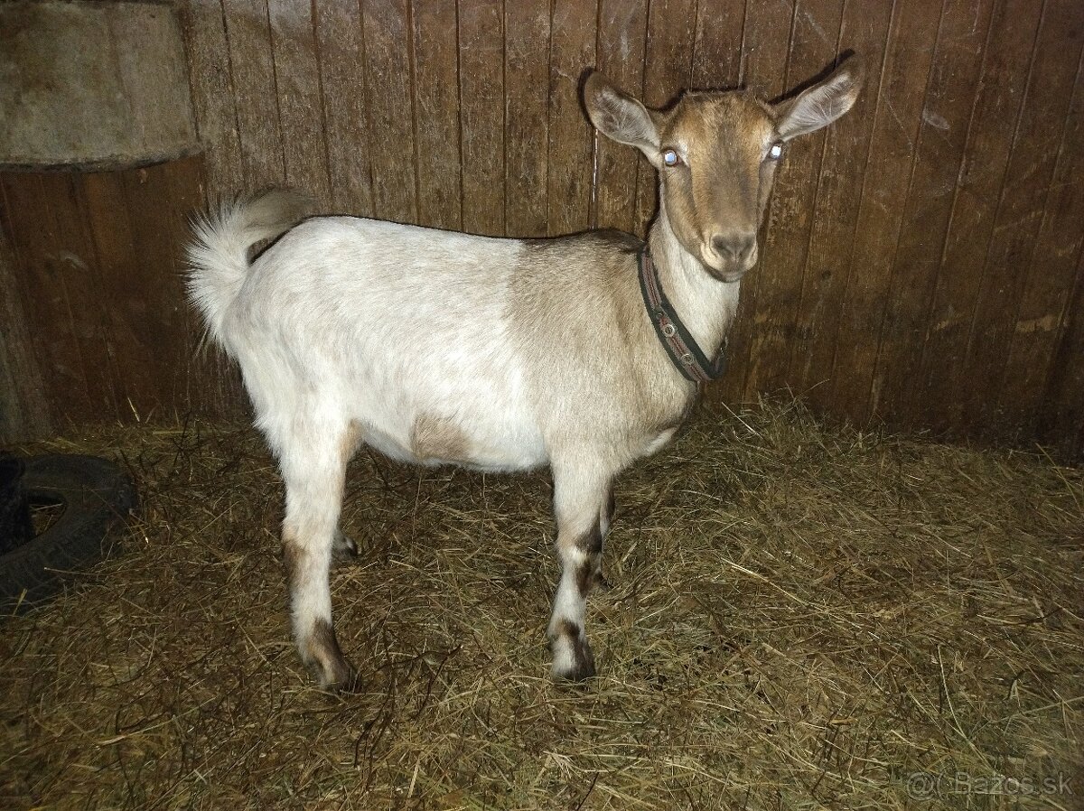 Predám kozu - 2