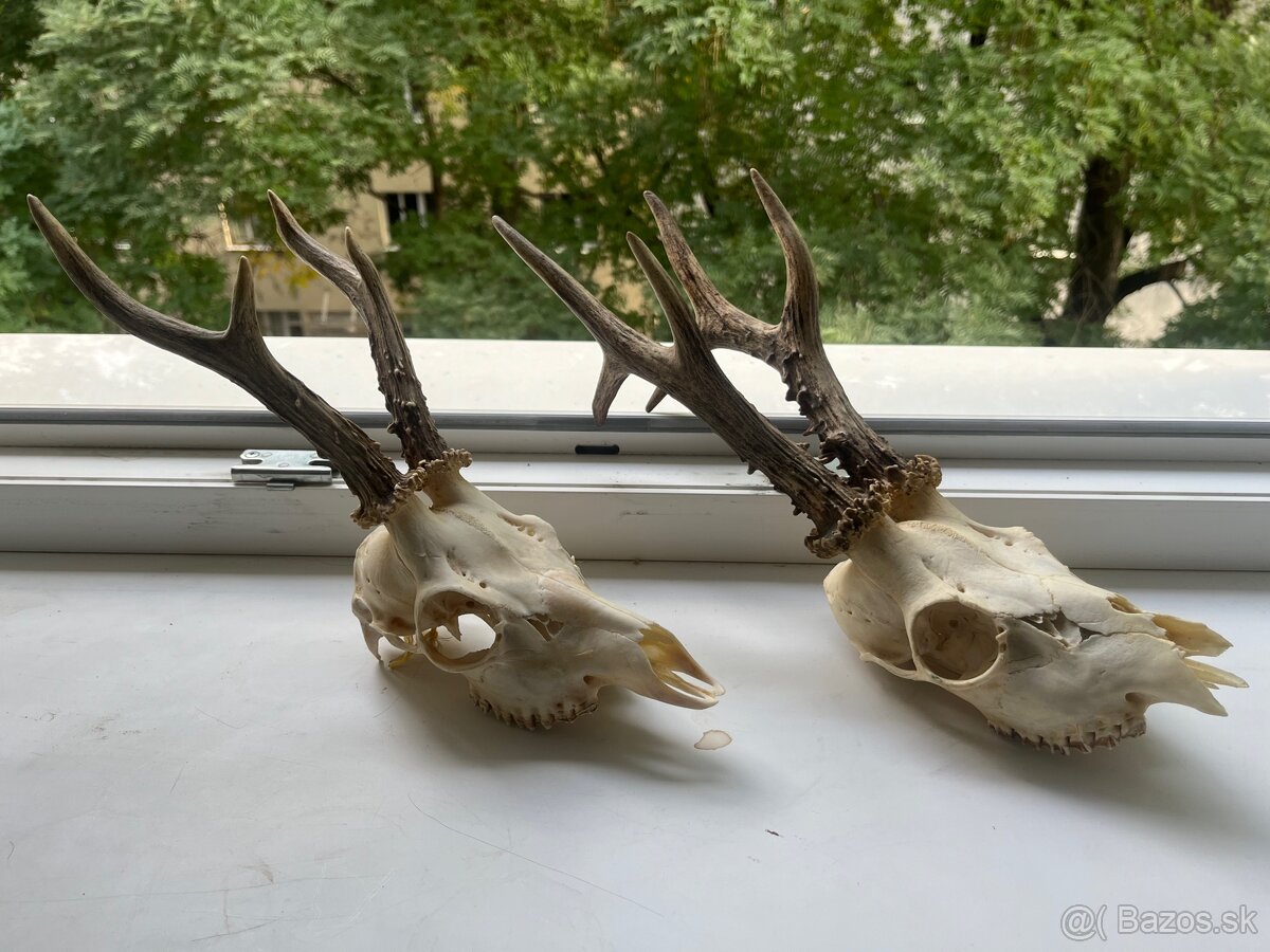 Pekné srnčie trofeje - 2