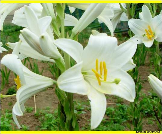 Lalia biela tinktura - 2