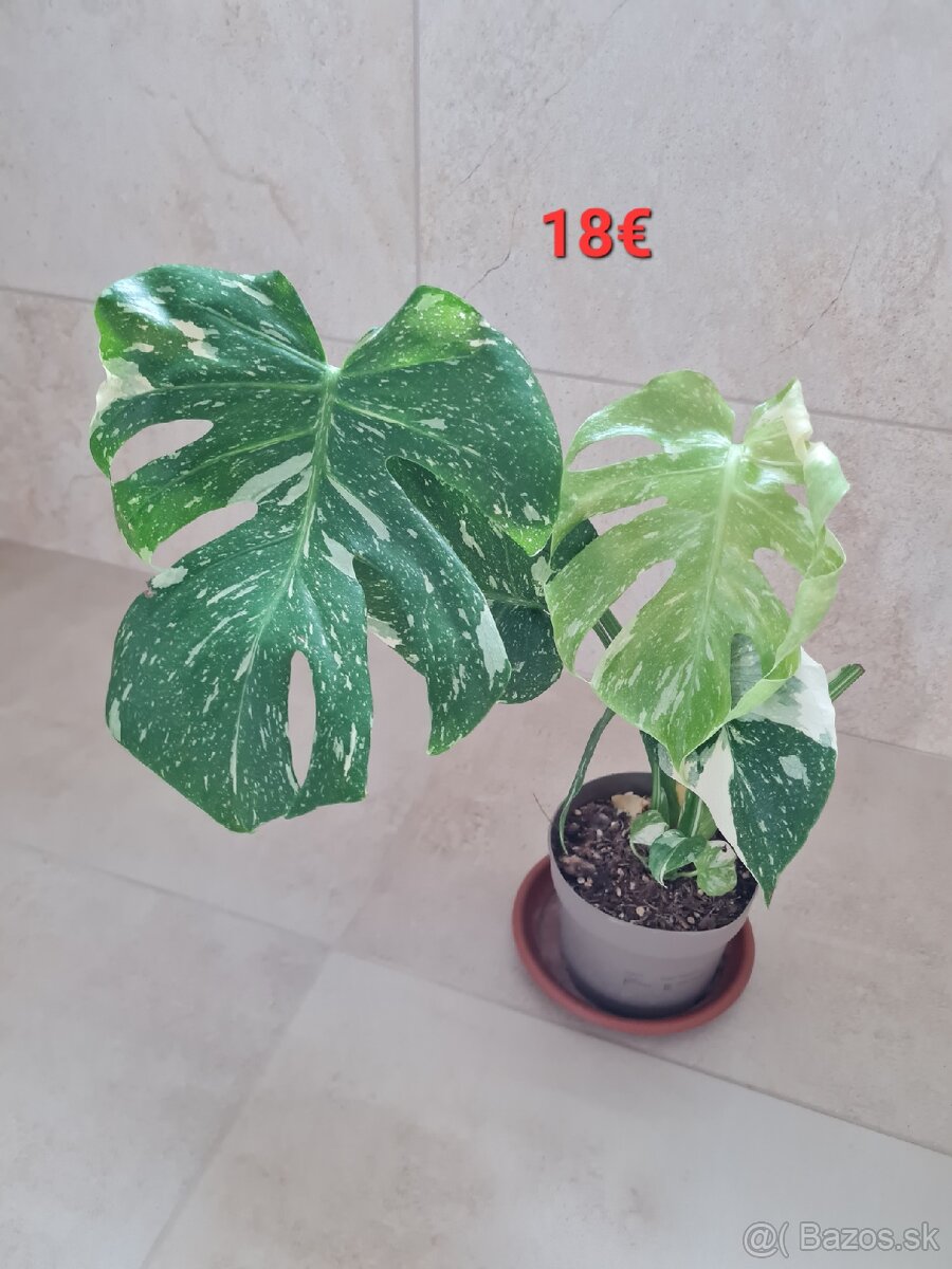 Monstera thai constellation - 2