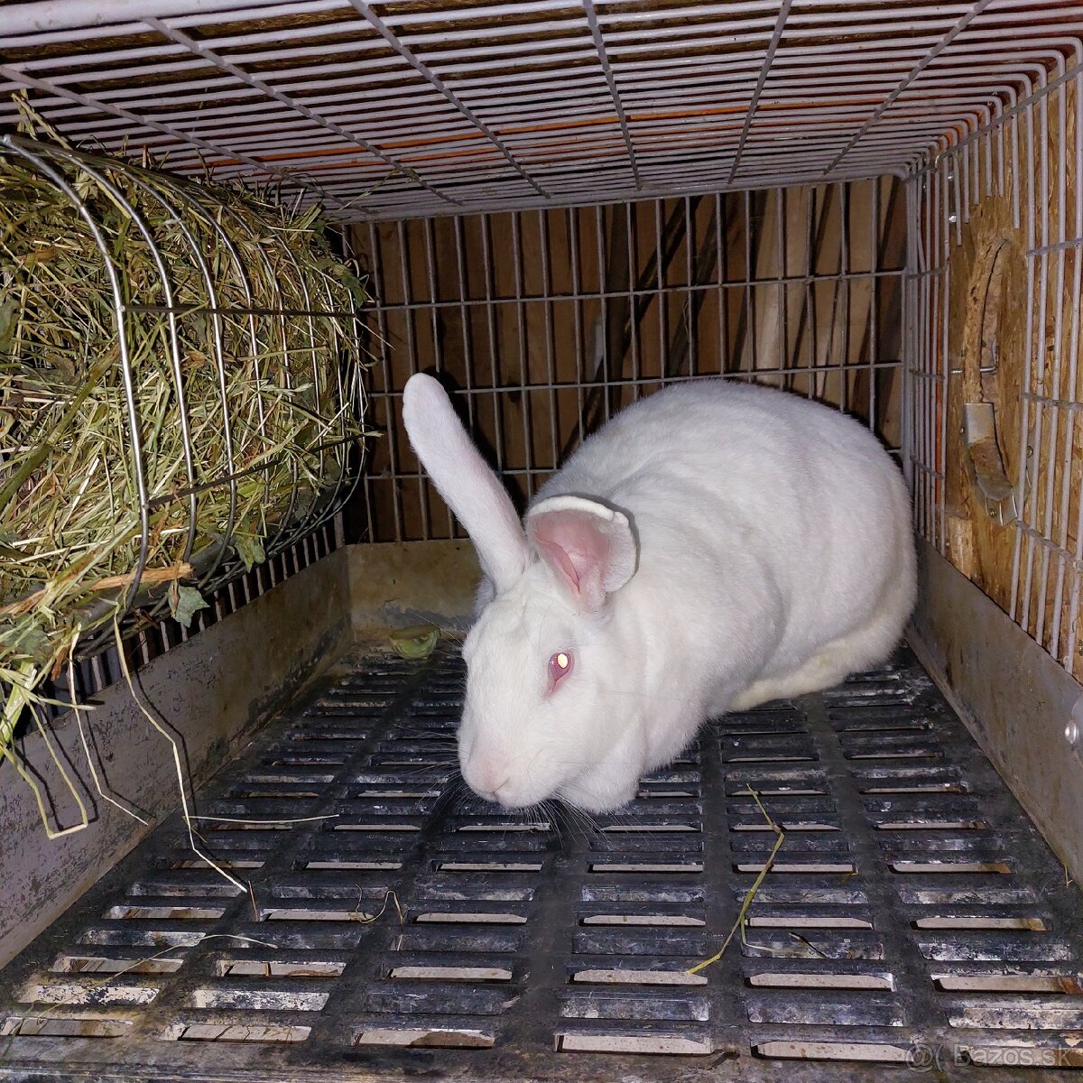 Králiky Hyla - 2