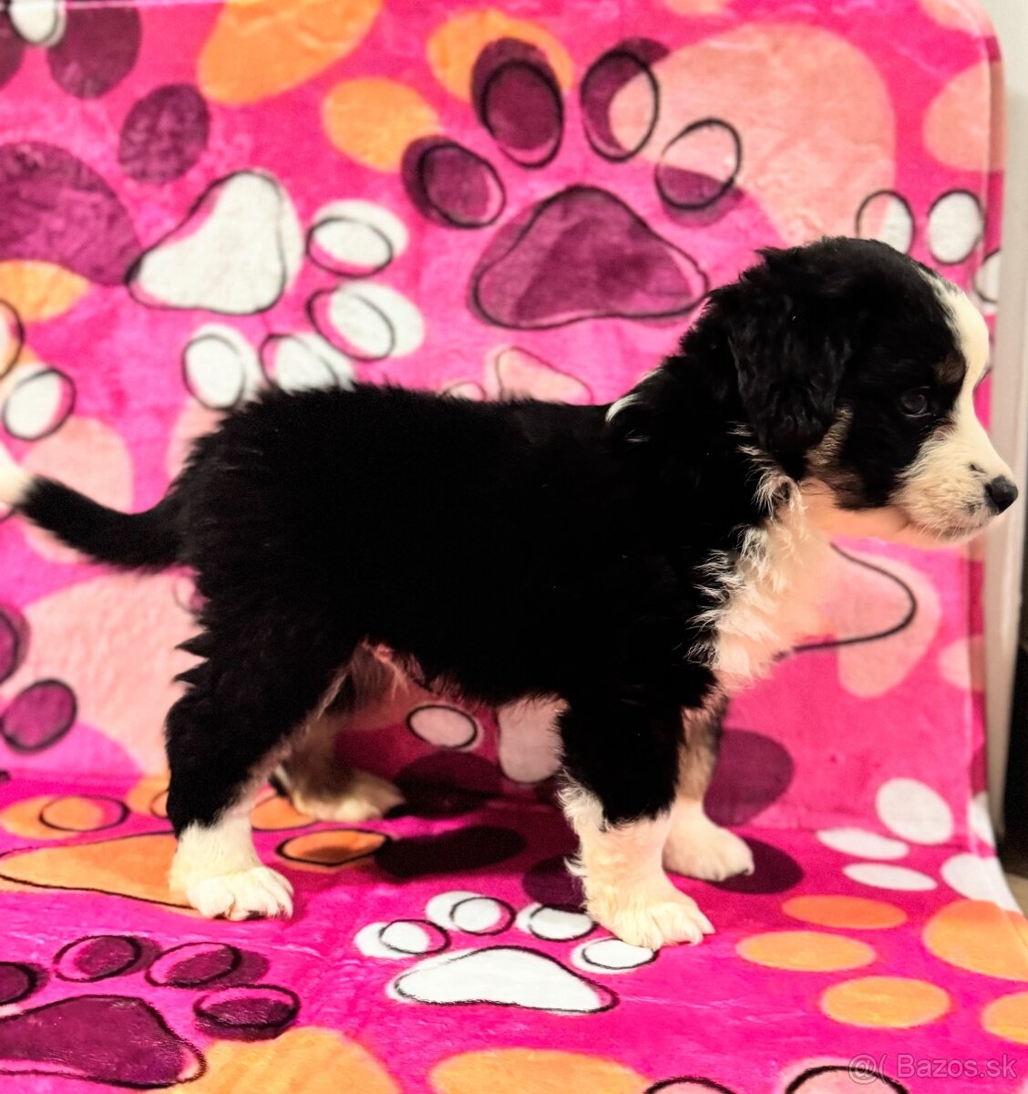 Miniaturní Americký ovčák, pejsek již k odběru - 2