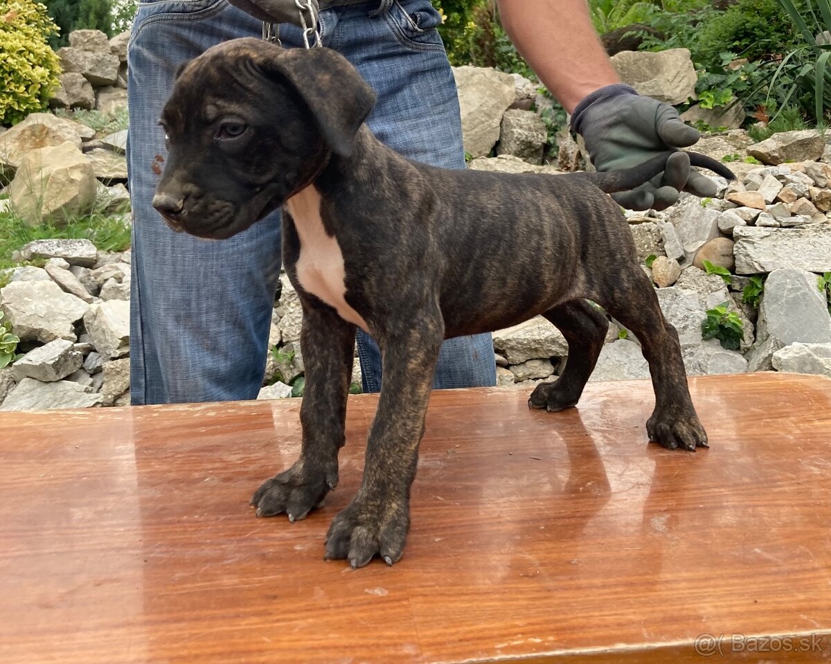 Presa Canario - 2