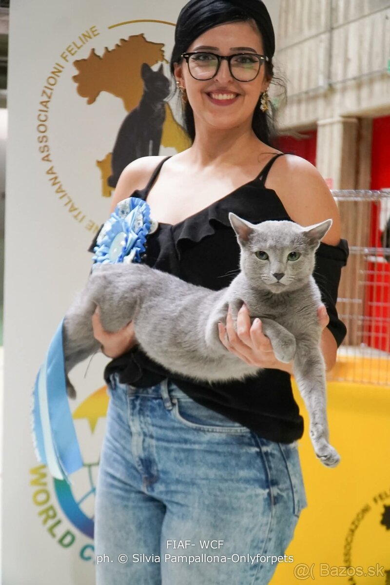 Ruská modrá biela- mačiatko na predaj - 2