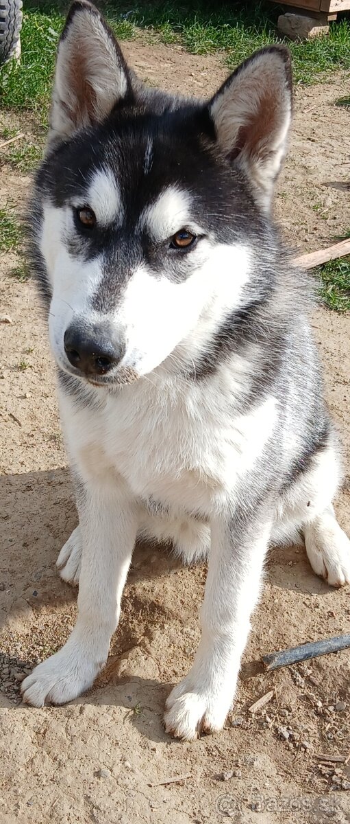 Predám 8 mesačného psíka sibírsky húsky - 2