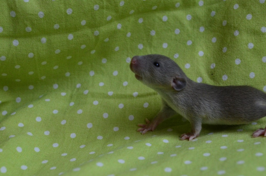 Potkaníky s rodokmeňom - rezervácie - 2