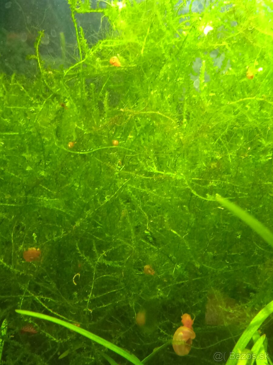 Rastliny do akvária - 2