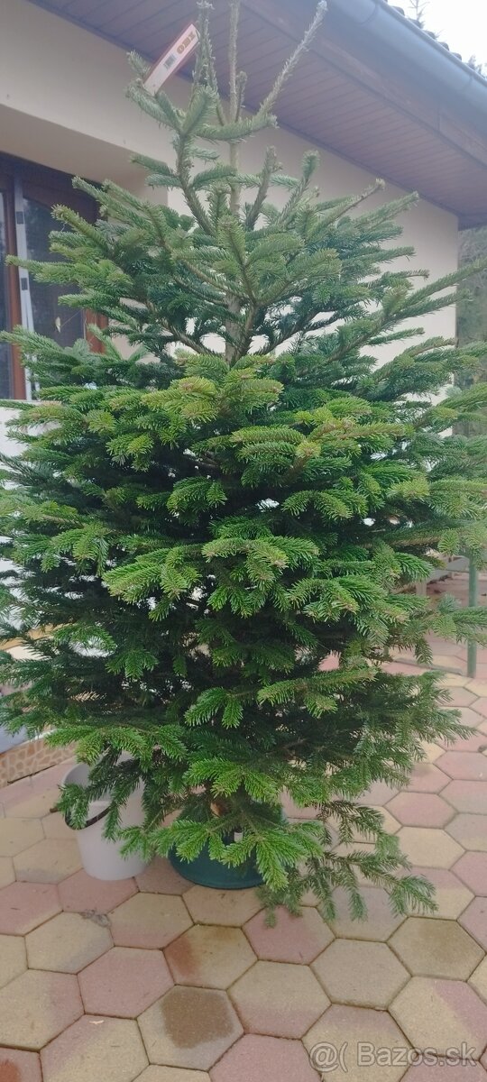 Vianočný stromček Jedličku Nordmansku živú - 2