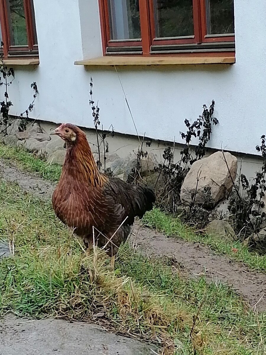 Vlaška jarabicia - 2