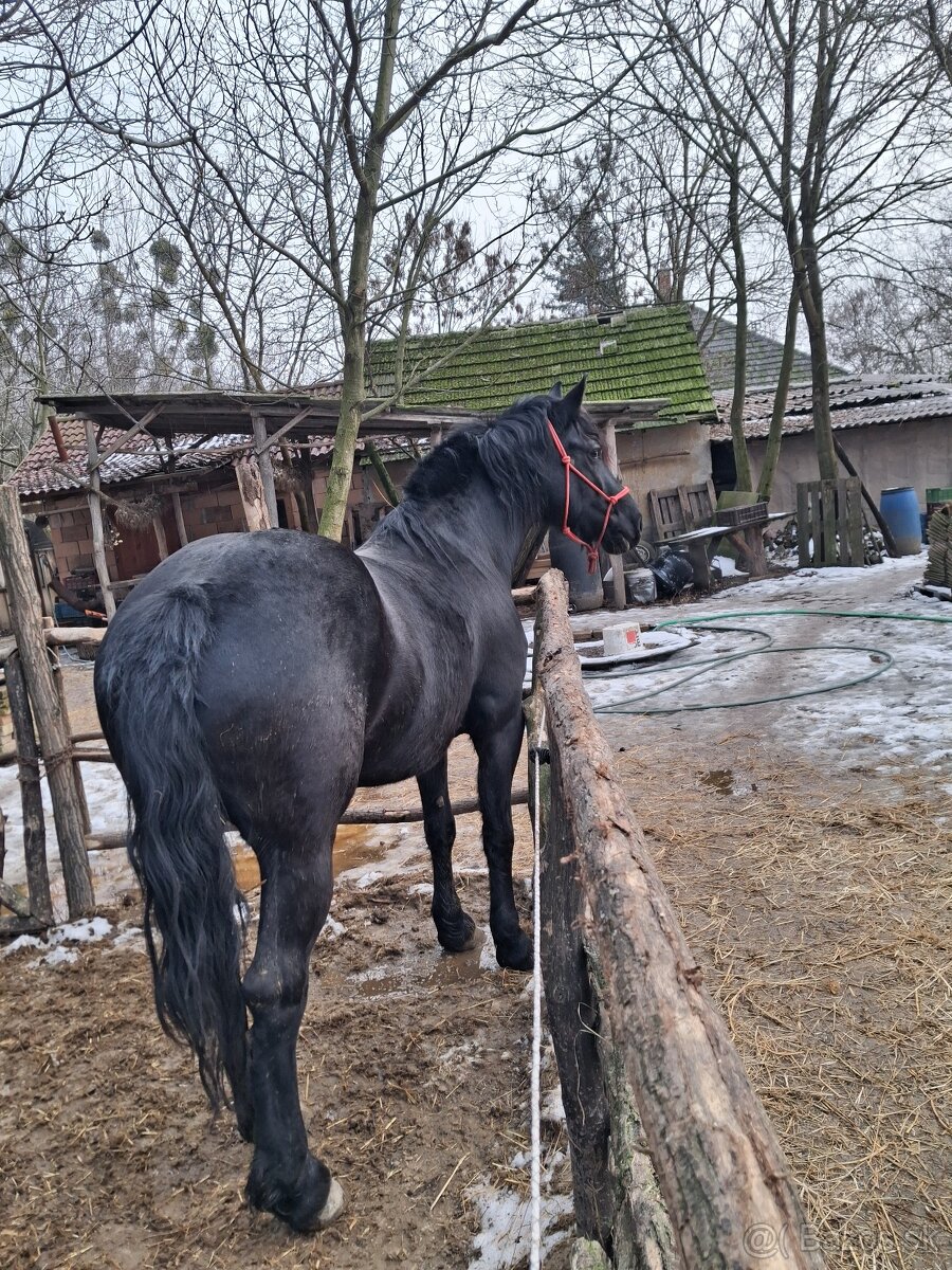 Predám kobylku - 2
