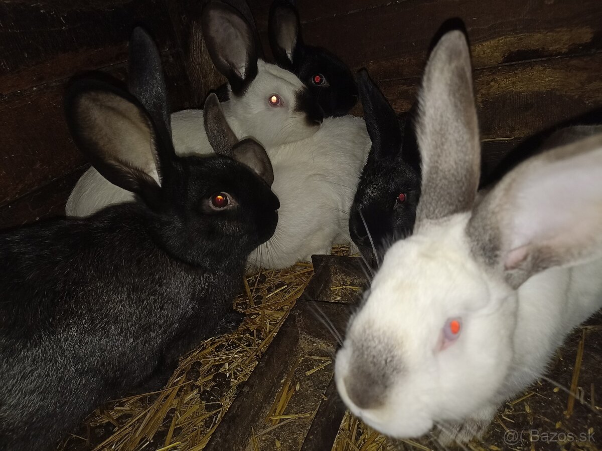 Králiky na predaj - 2