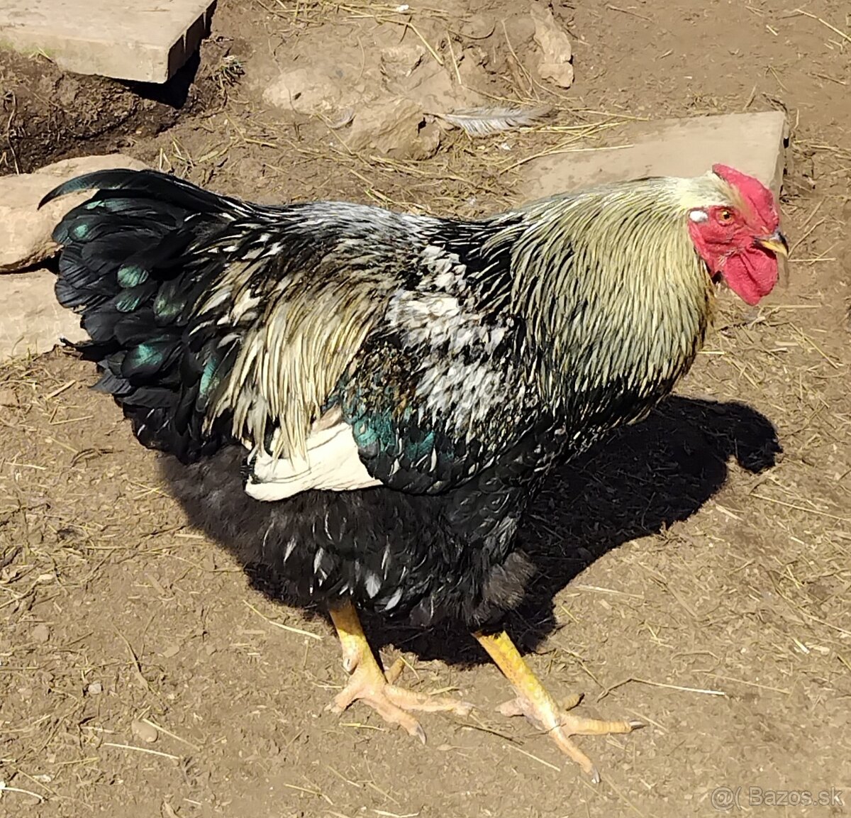 kohút wyandotky - 2