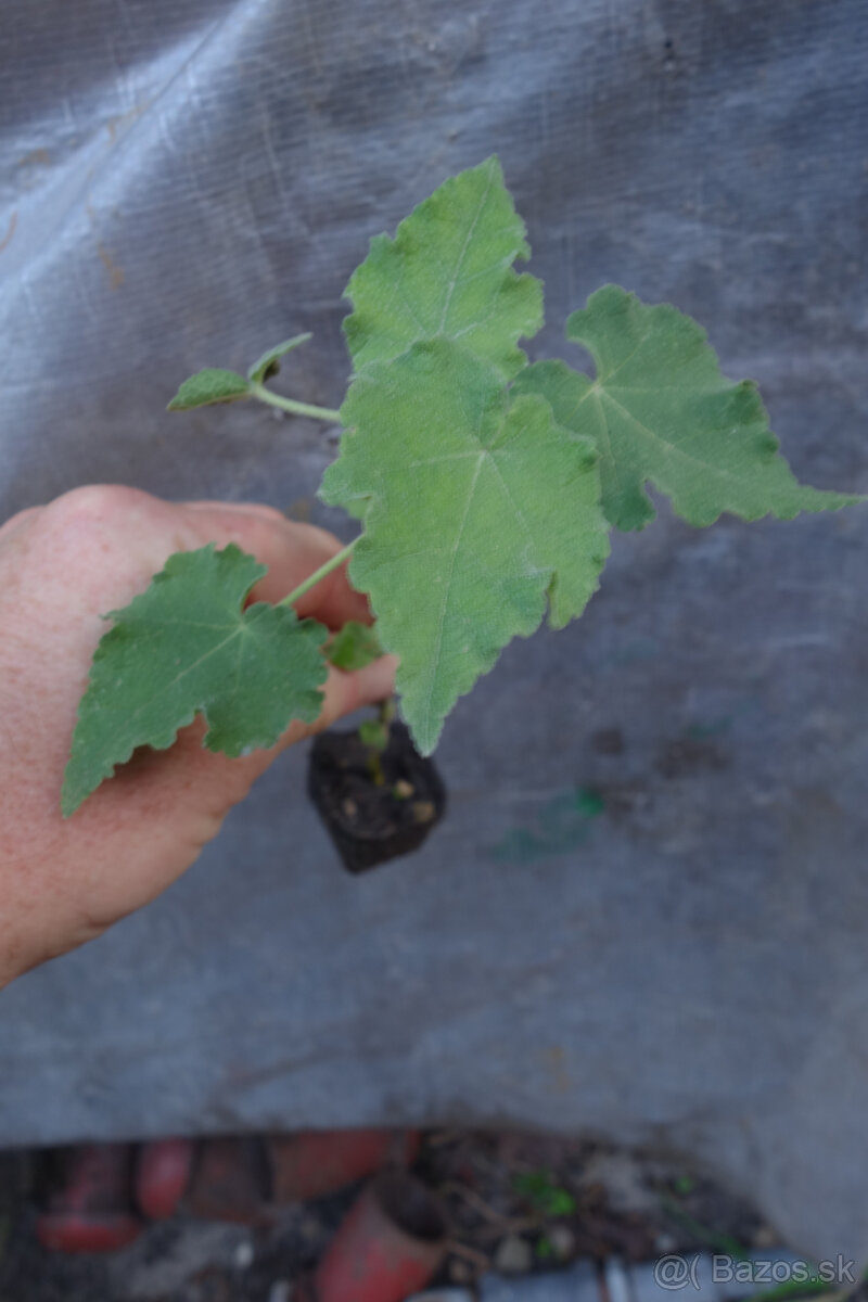 Abutilon vitifolium - 2
