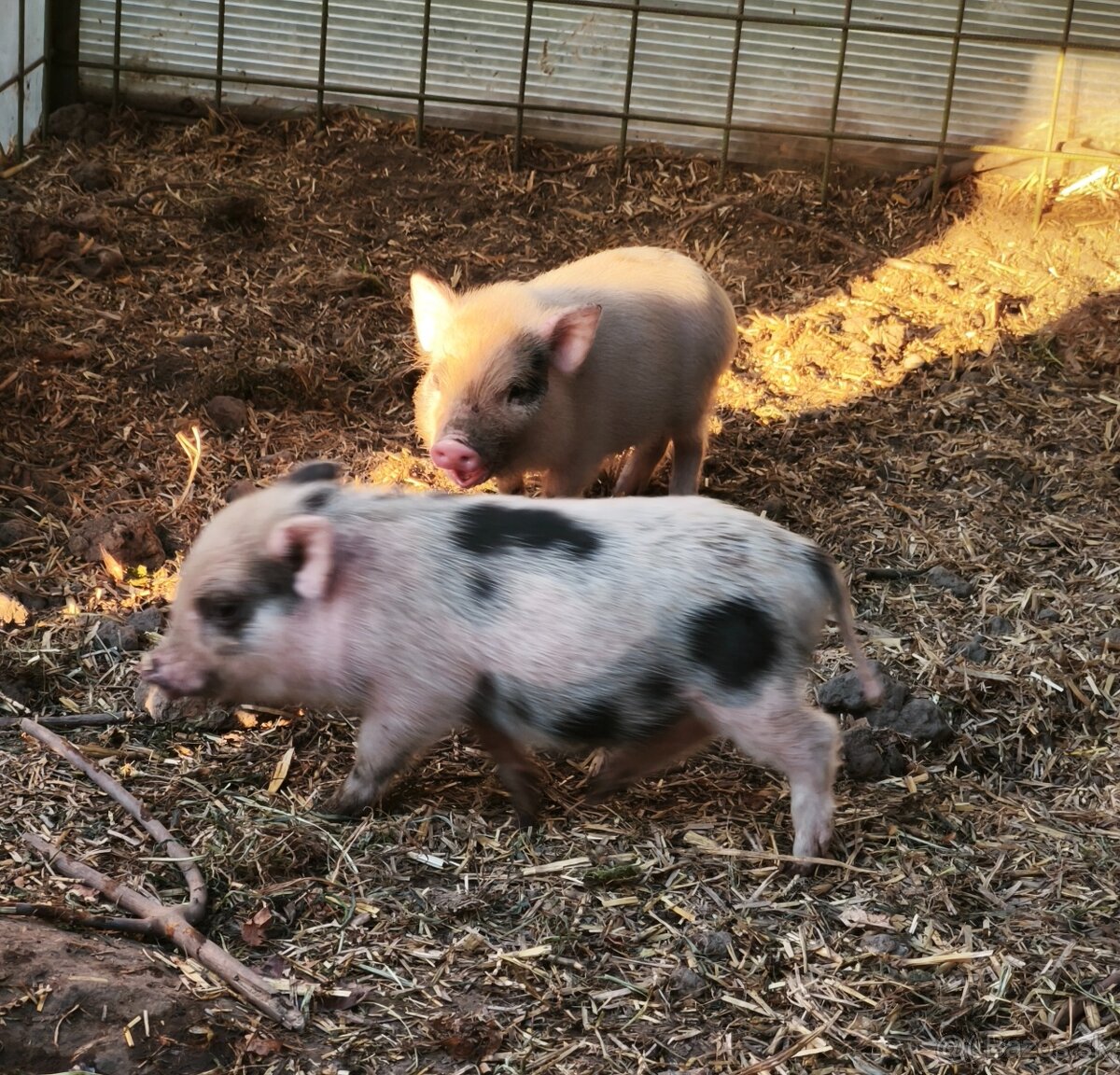 Gottinghemske mini prasiatko - 2