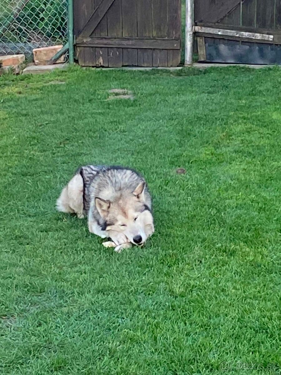 Darujeme do dobrych ruk psa Husky - 2
