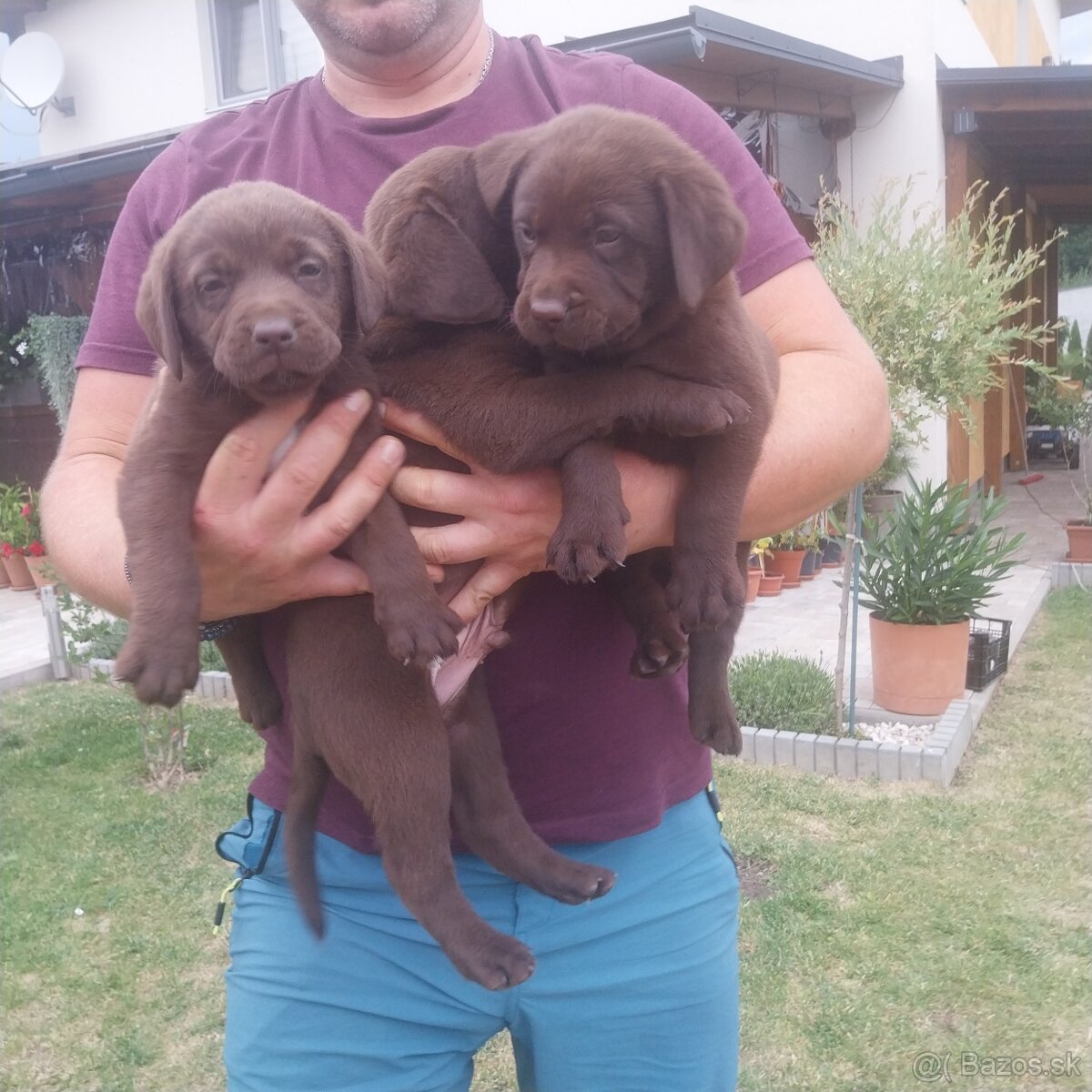 Šteniatka labradora - 2