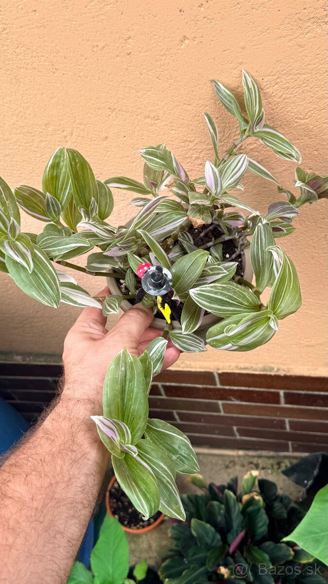 Tradescantia nanouk - 2