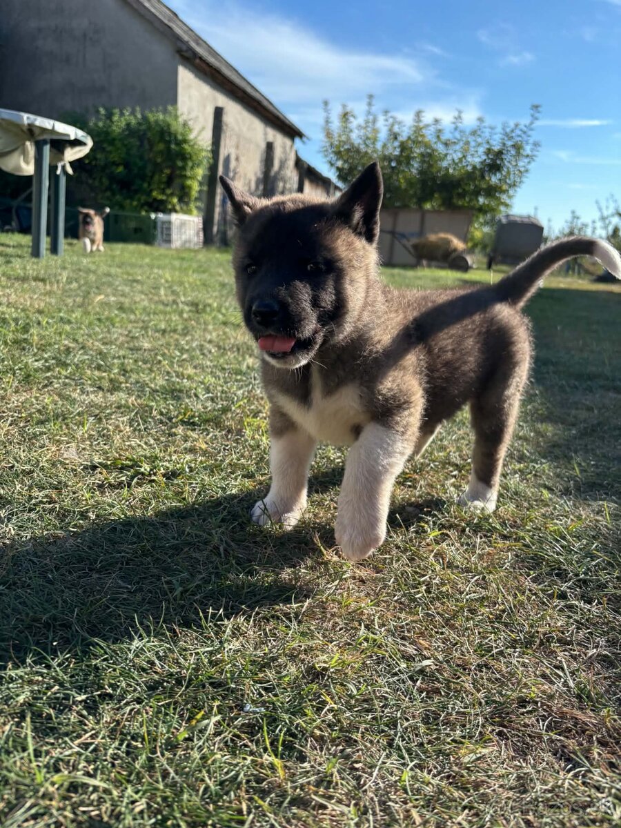 Americká Akita - 2