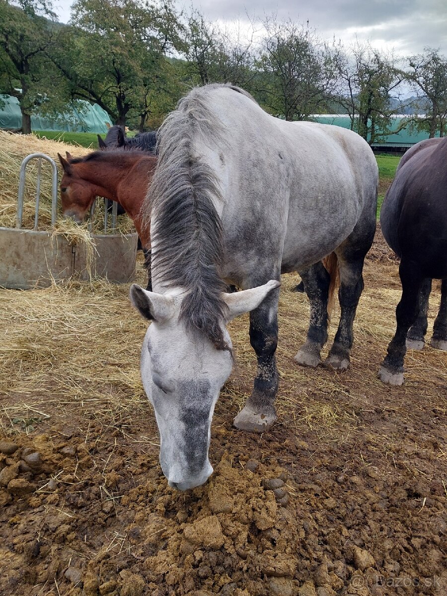Percheron kobyla z PP plný pôvod - 2