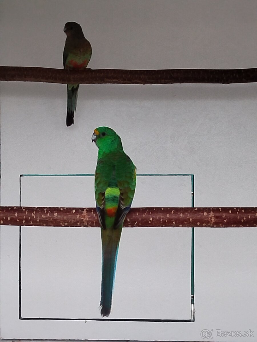 Papagáj mnohofarebný - 2