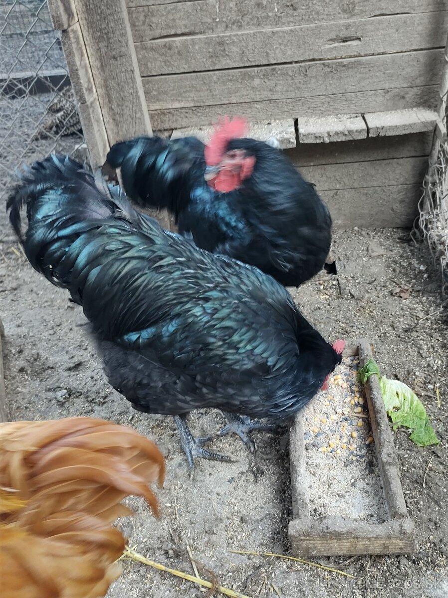 Australorpky Leghorn - 2