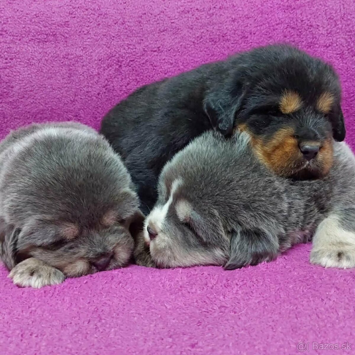 Tibetan Mastiff s PP - 2