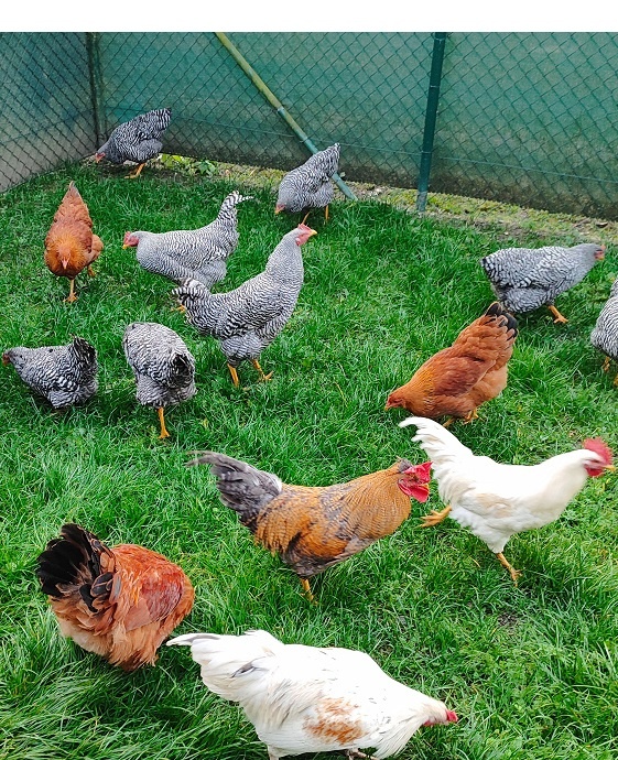 Ponukam kohúty Amrox alebo Hempšir - 2