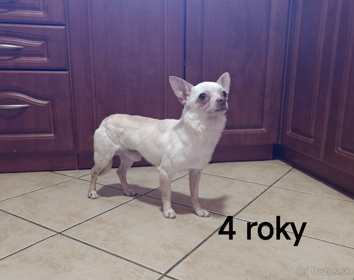Čivava - psík - 2
