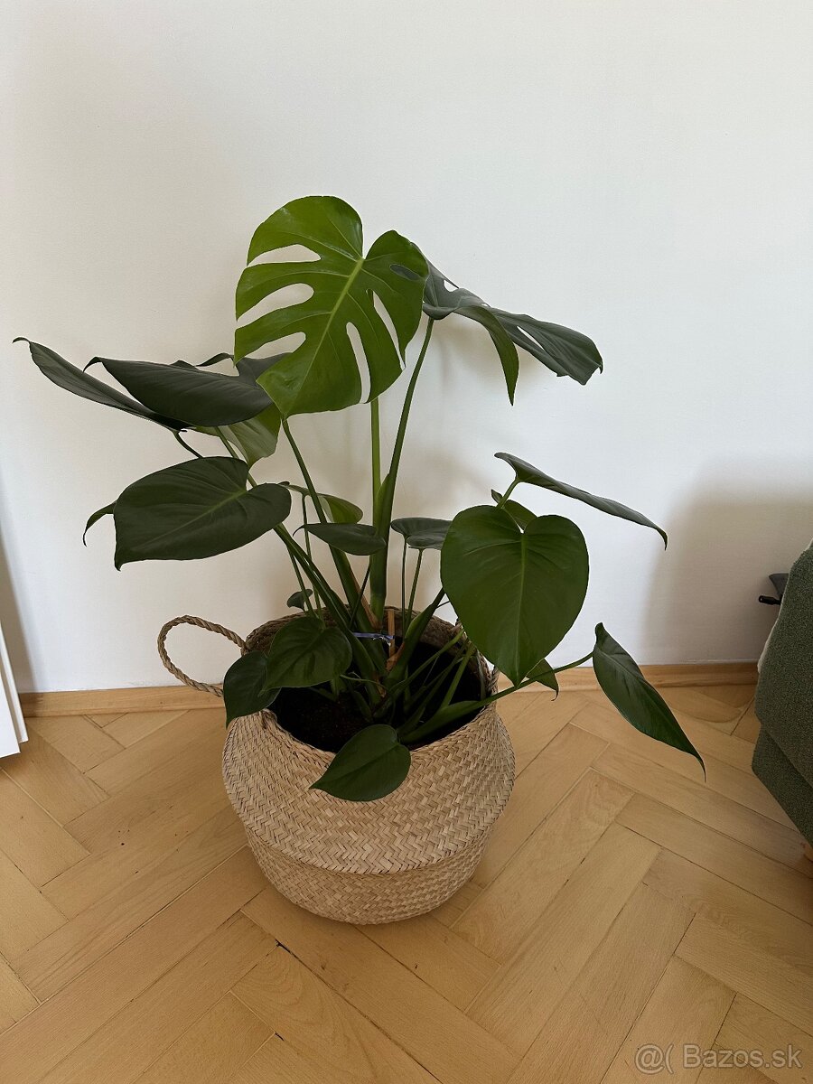 Monstera - 2