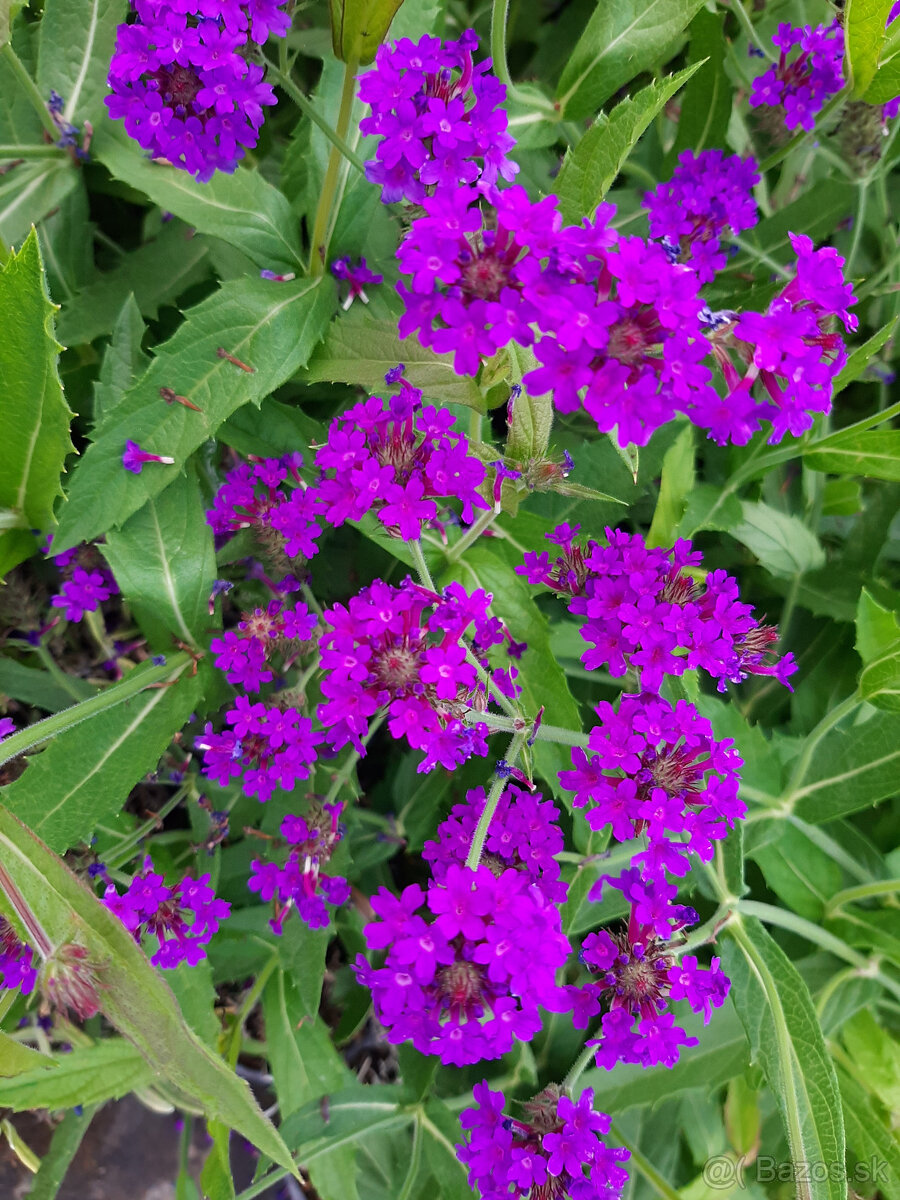 Železník-Verbena - 2