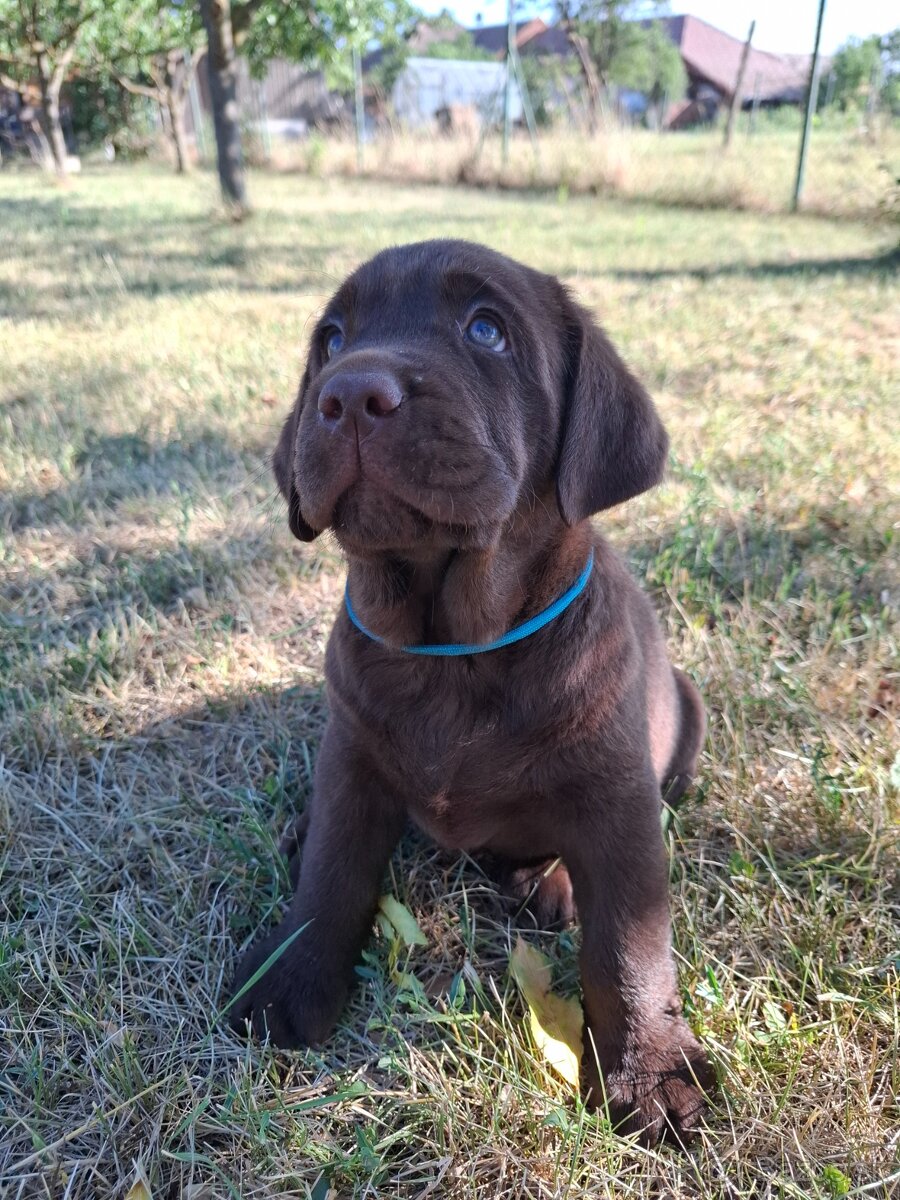 Labrador - 2