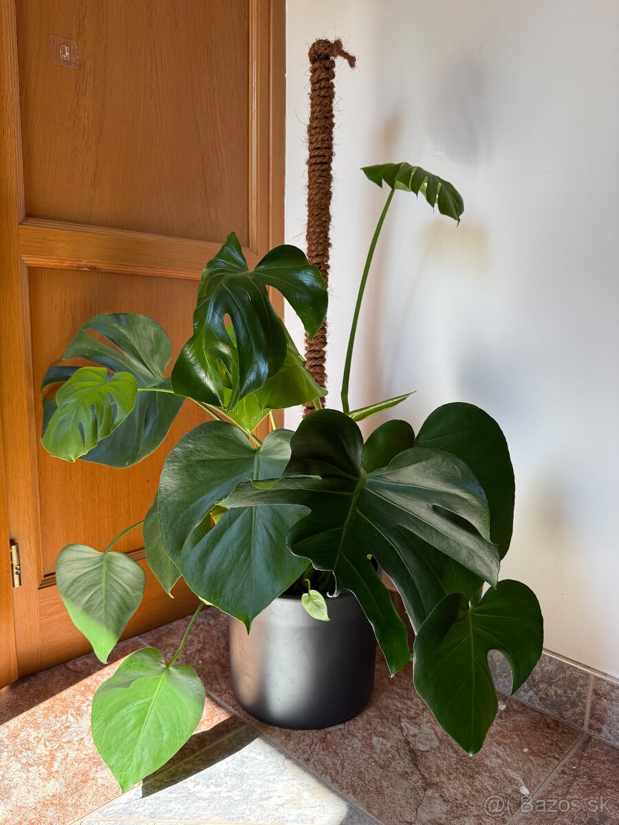 Monstera Deliciosa - 2