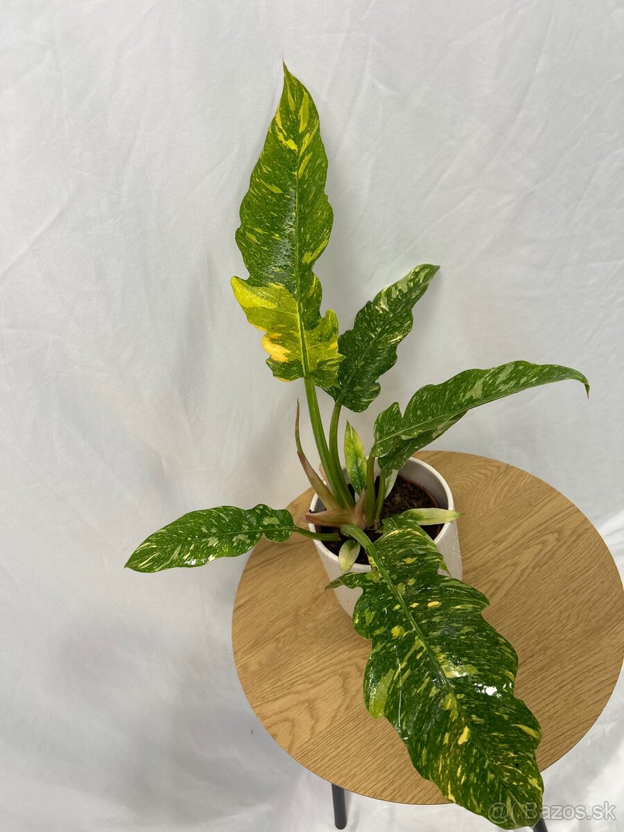 Philodendron ‚Ring of Fire‘ - 2