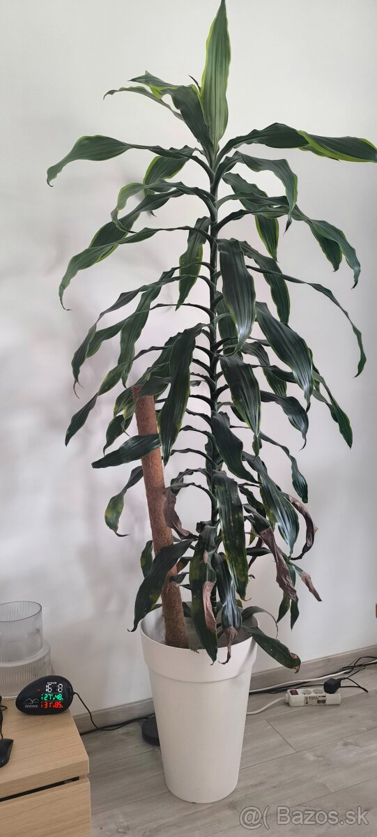 Dracena - 2
