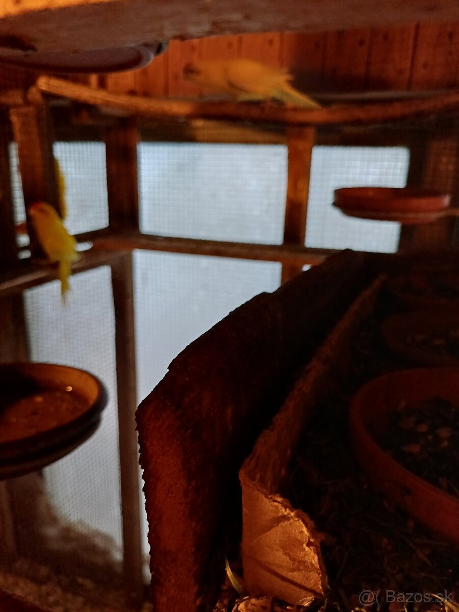 Kakariky - 2