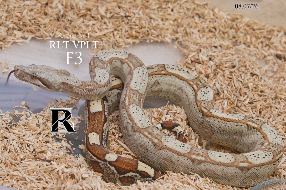 Boa constrictor - 2