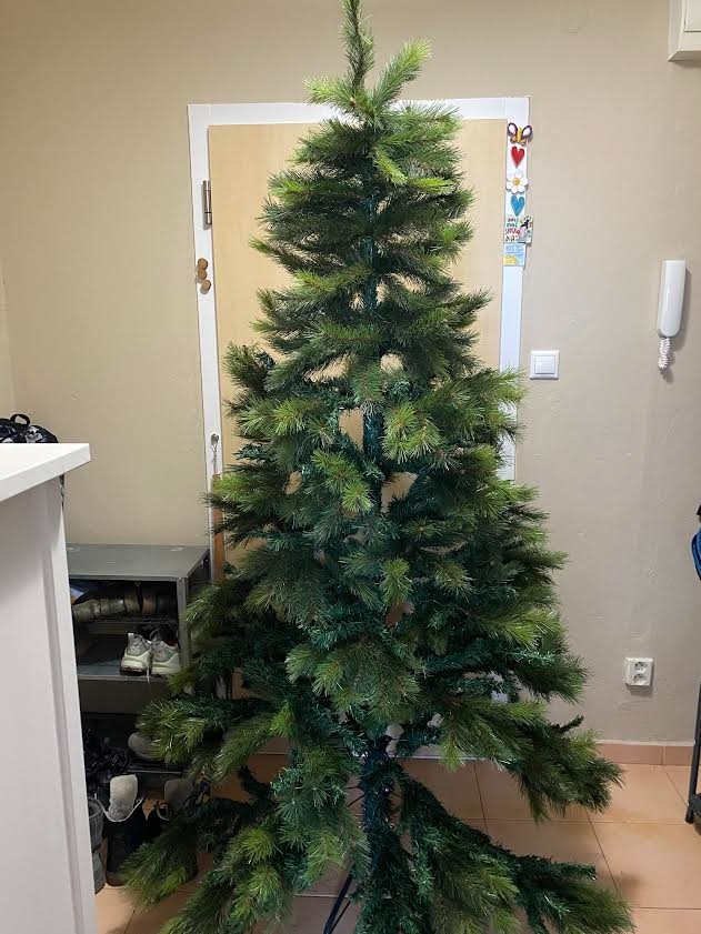 Alpská borovica - vianočný stromček - 2