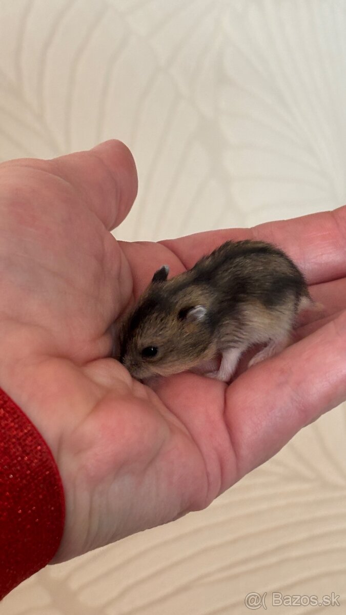 šrečky džungalske - 2