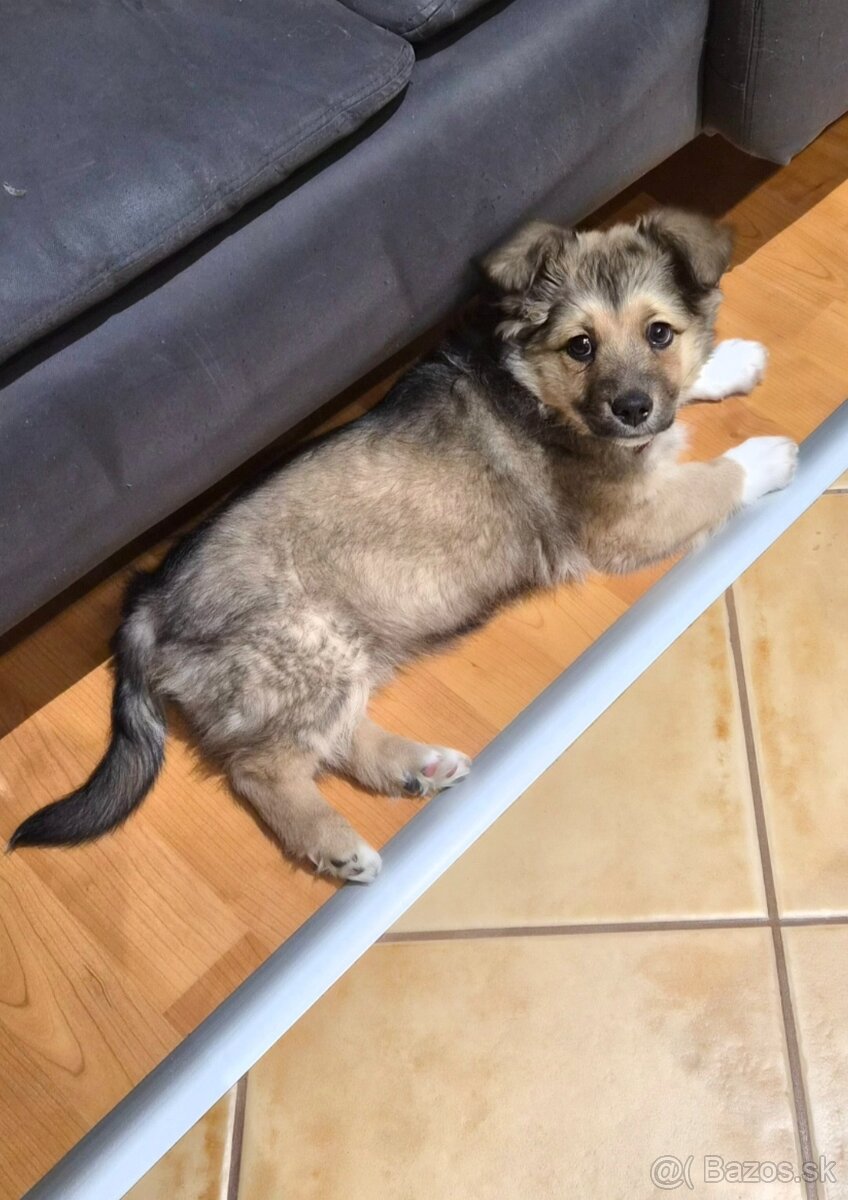 Darujem šteniatko - 2