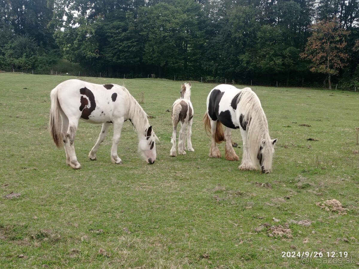 Krásný strakatý koník vhodný i k dětem - 2