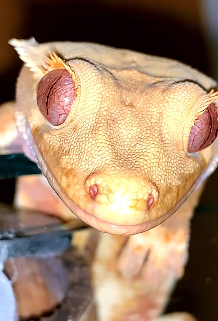 Pagekon riasnaty - 2