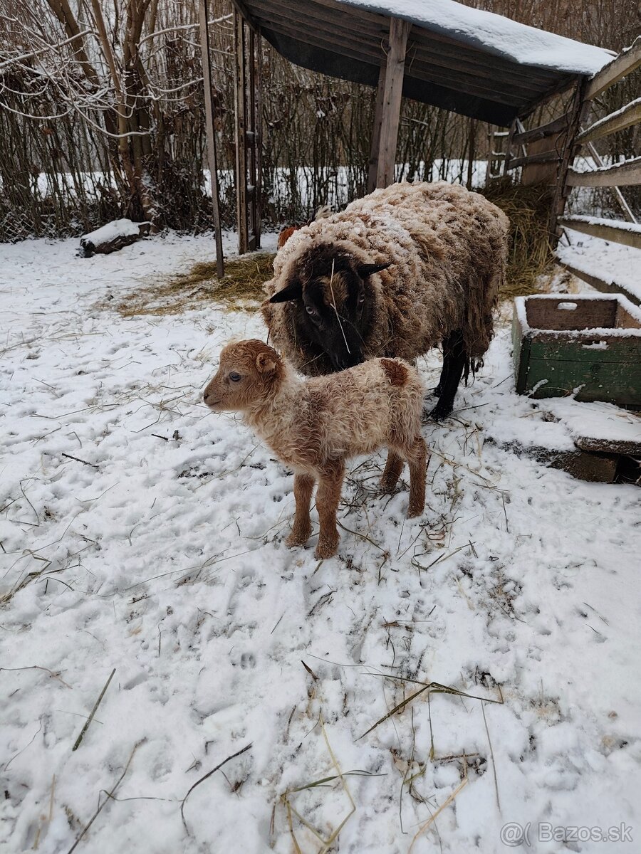 Baranček, Ouessantská ovca - 2